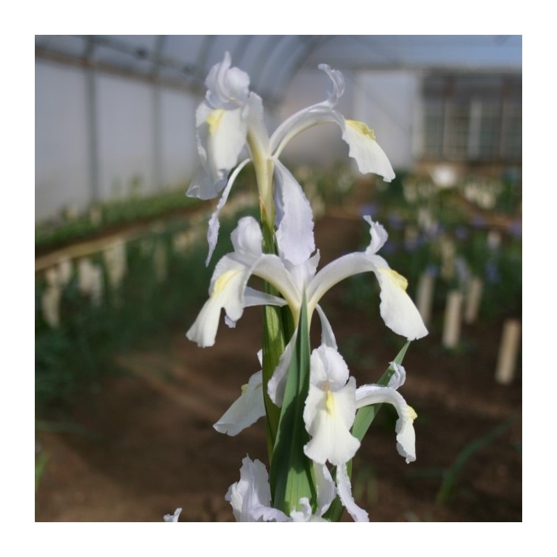 Iris aucheri 'Snow White'