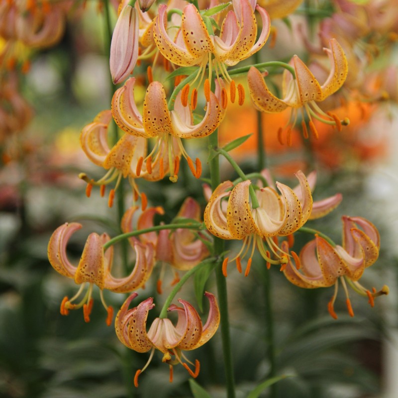Lilium martagon 'Fairy Morning' Lilium martagon 'Fairy Morning'