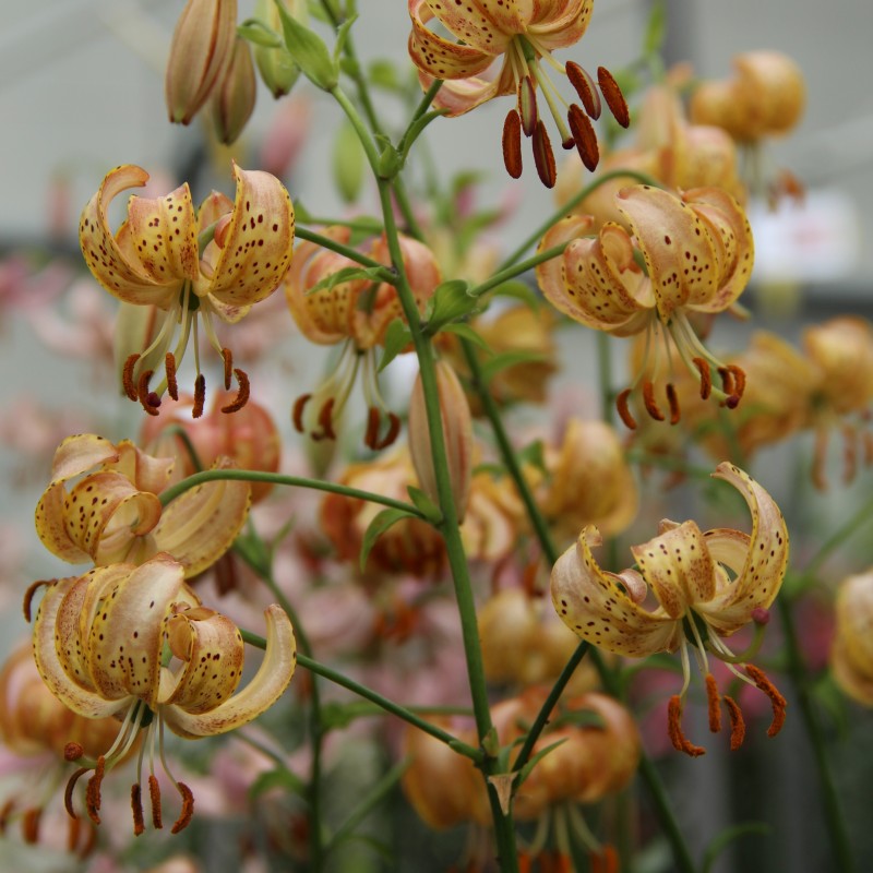 Lilium martagon 'Peppard Gold'