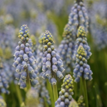 Muscari armeniacum -grootverbruik-