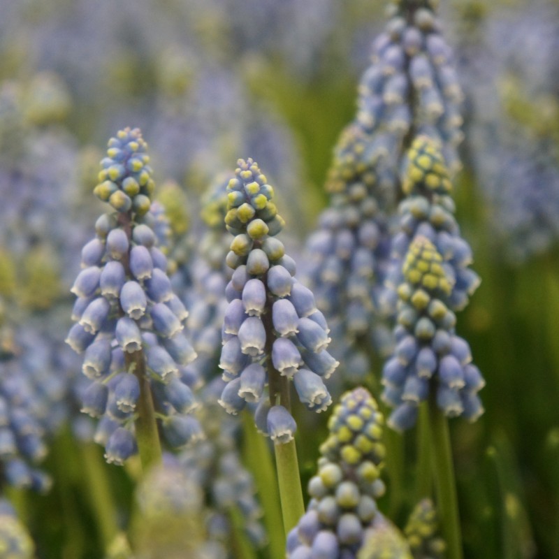 Muscari armeniacum -grootverbruik-