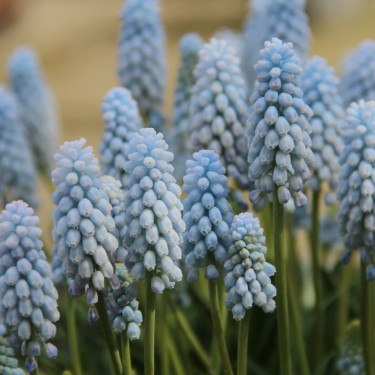 Muscari 'Baby Breath'
