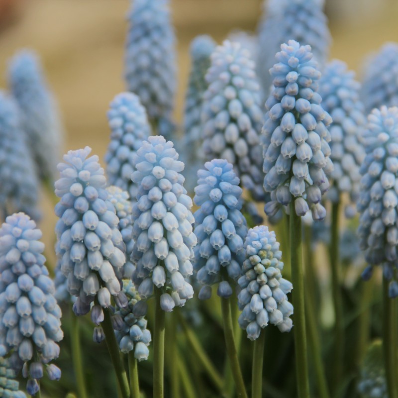 Muscari 'Baby Breath'