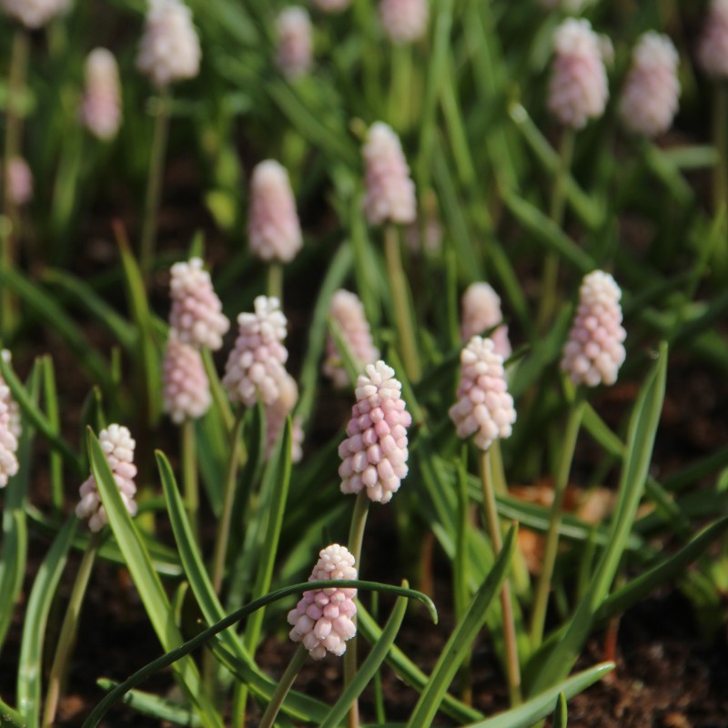 Muscari 'Pink Sunrise'