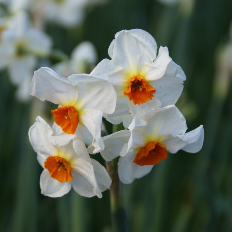 Narcissus 'Cragford'