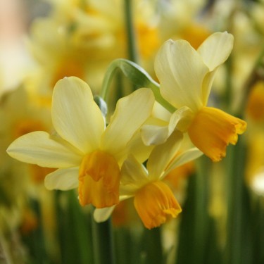 Narcissus 'Eaton Song'