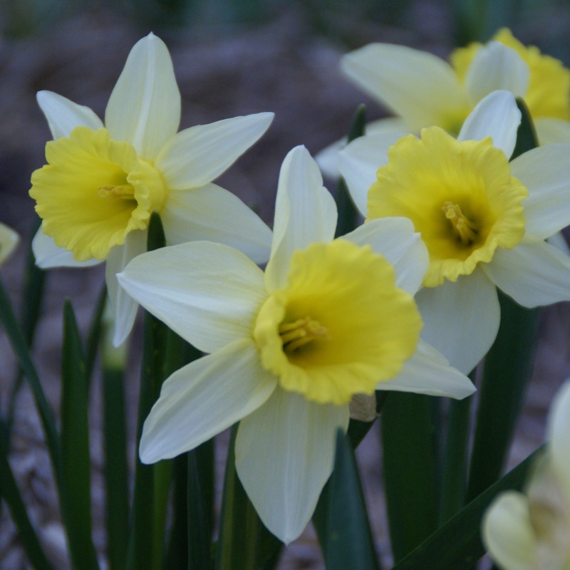 Narcissus 'February Silver'