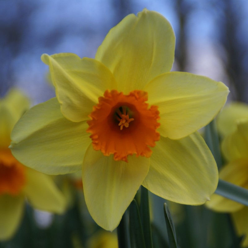 Narcissus 'Fortissimo'