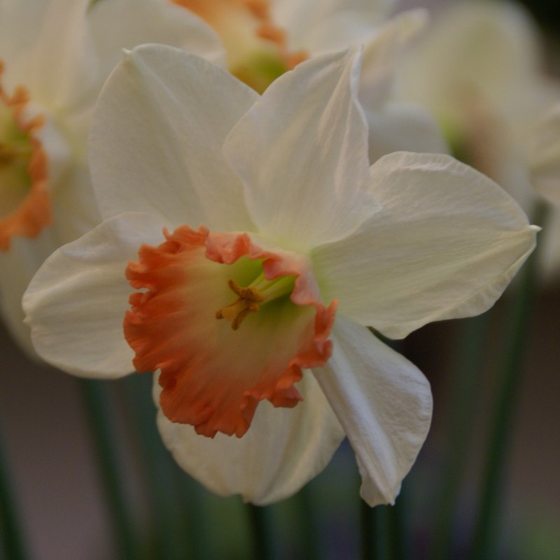 Narcissus 'Pink Charm' 