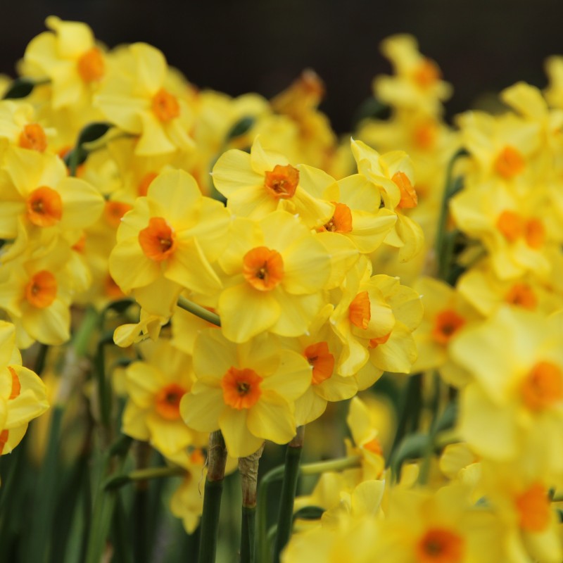 Narcissus 'Martinette'