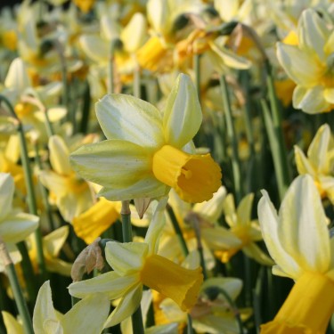 Narcissus 'Mother Duck'