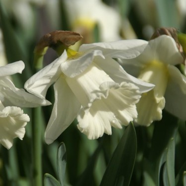 Narcissus 'Mount Hood'