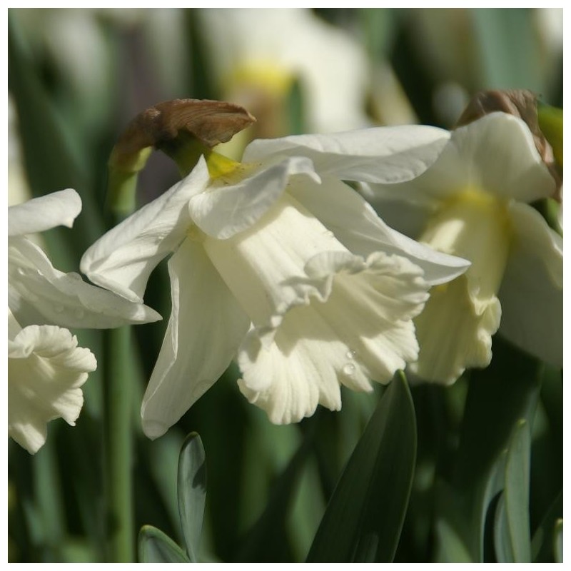 Narcissus 'Mount Hood'