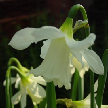Narcissus 'W.P. Milner'