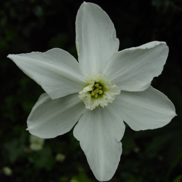 Narcissus 'Polar Ice'