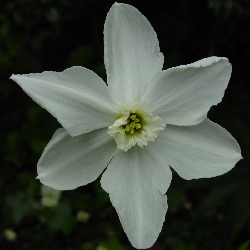 Narcissus 'Polar Ice'