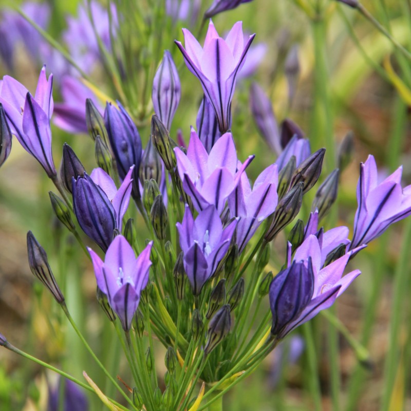 Triteleia 'Koningin Fabiola'