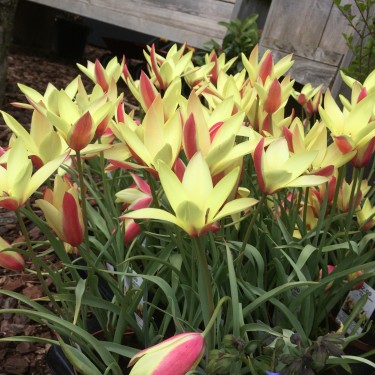 Tulipa clusiana 'Cynthia'