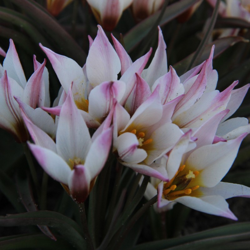 Tulipa cretica 'Chania'