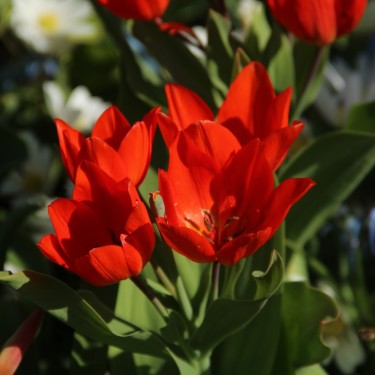 Tulipa praestans 'Füsilier'