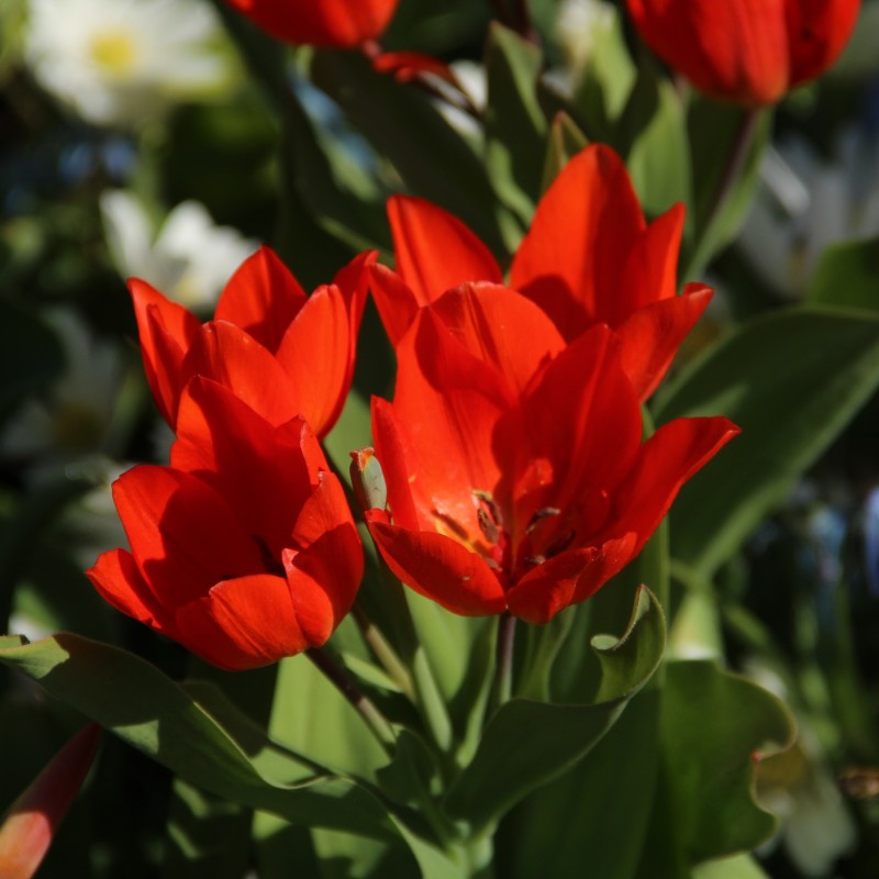Tulipa praestans 'Füsilier'