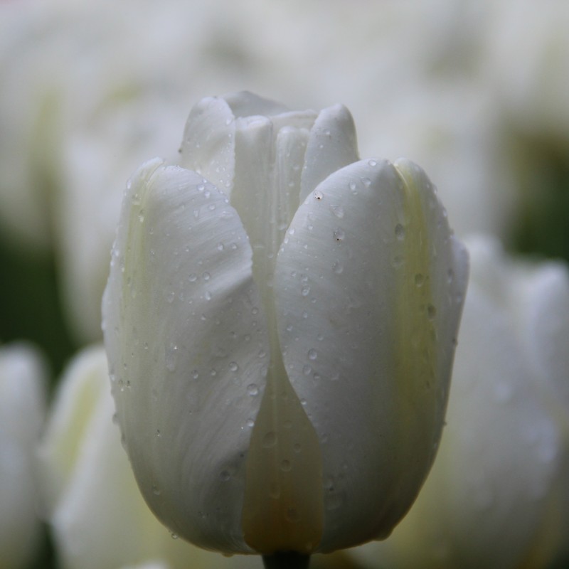 Tulipa 'Angels Wish' 