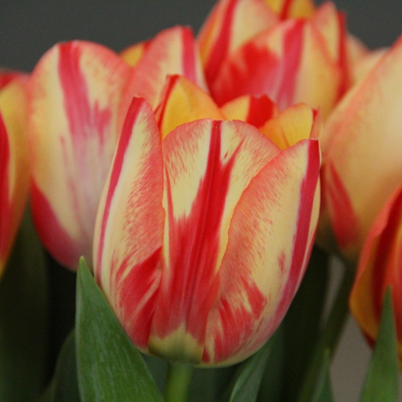 Tulipa 'Spryng Break'