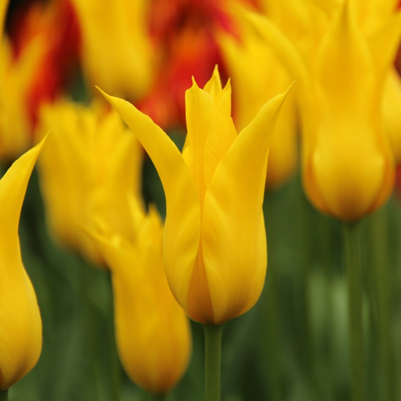 Tulipa 'Flashback'