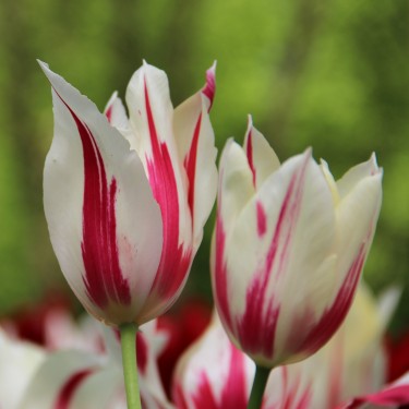 Tulipa 'Marilyn'