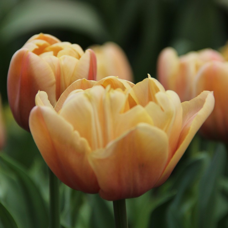 Tulipa 'La Belle Epoque'