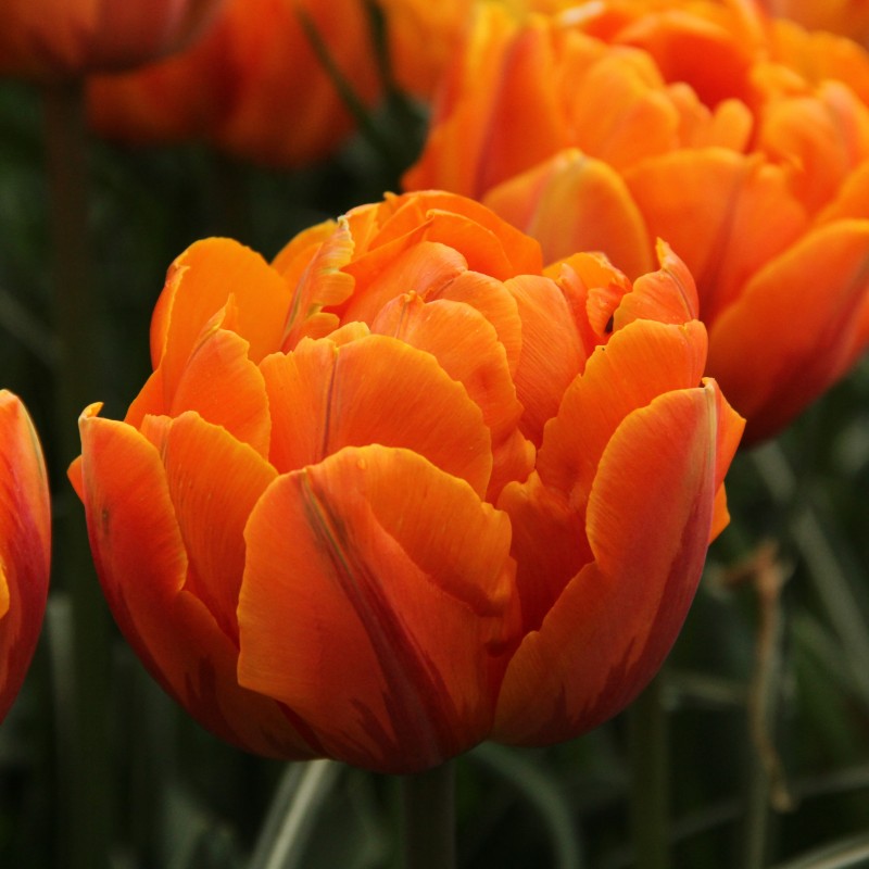 Tulipa 'Orange Princess'