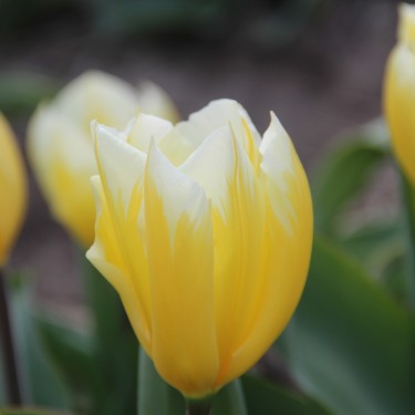 Tulipa 'Sweetheart'