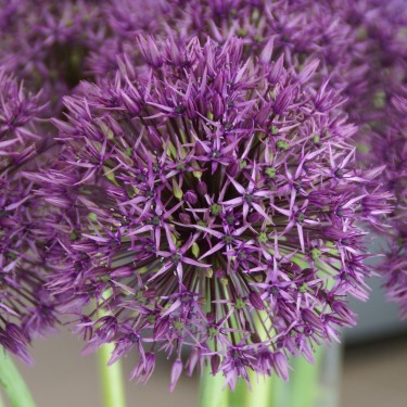 Allium 'Universe'