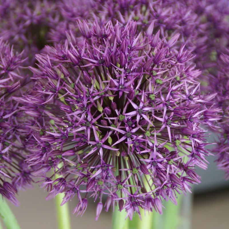 Allium 'Universe'