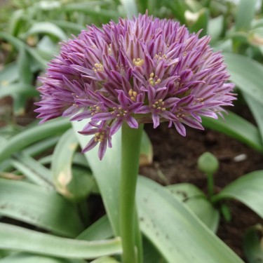 Allium ubipetrense