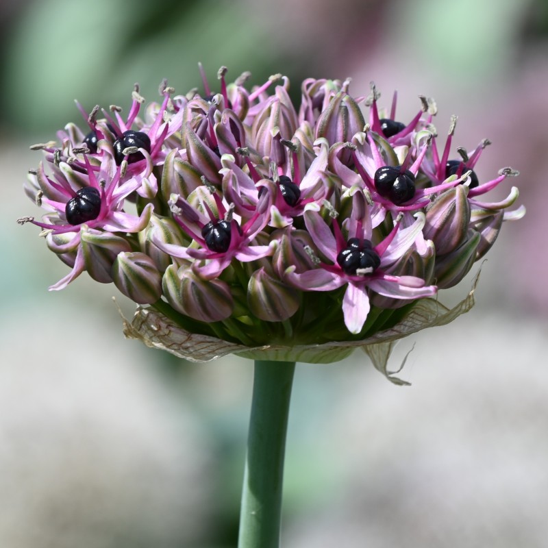Allium 'Starlight'