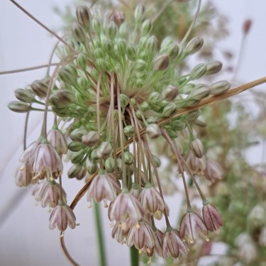 Allium longispathum