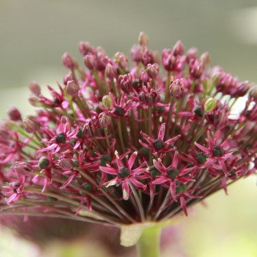 Allium 'Miami'