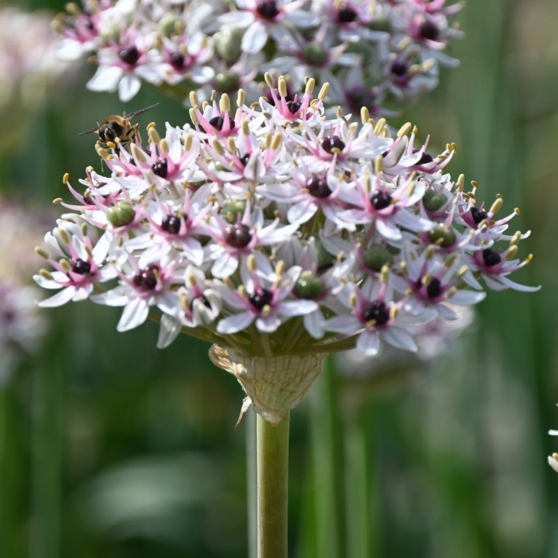 Allium basalticum 'Silver Spring'