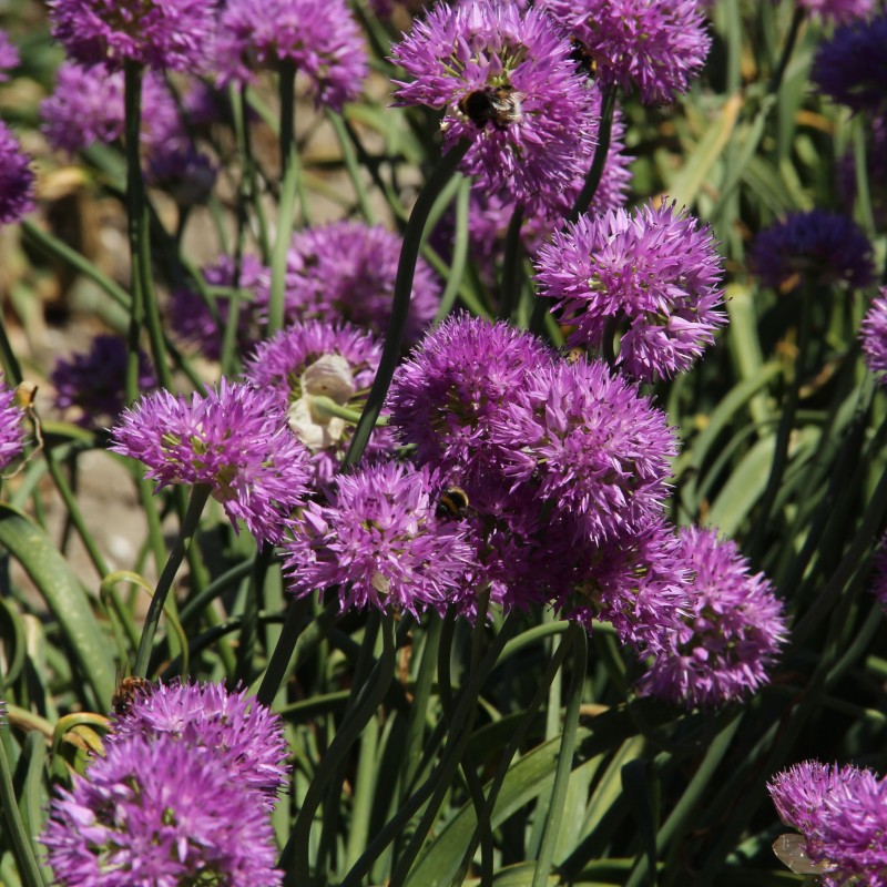 Allium carolinianum 'Rosy Dream'