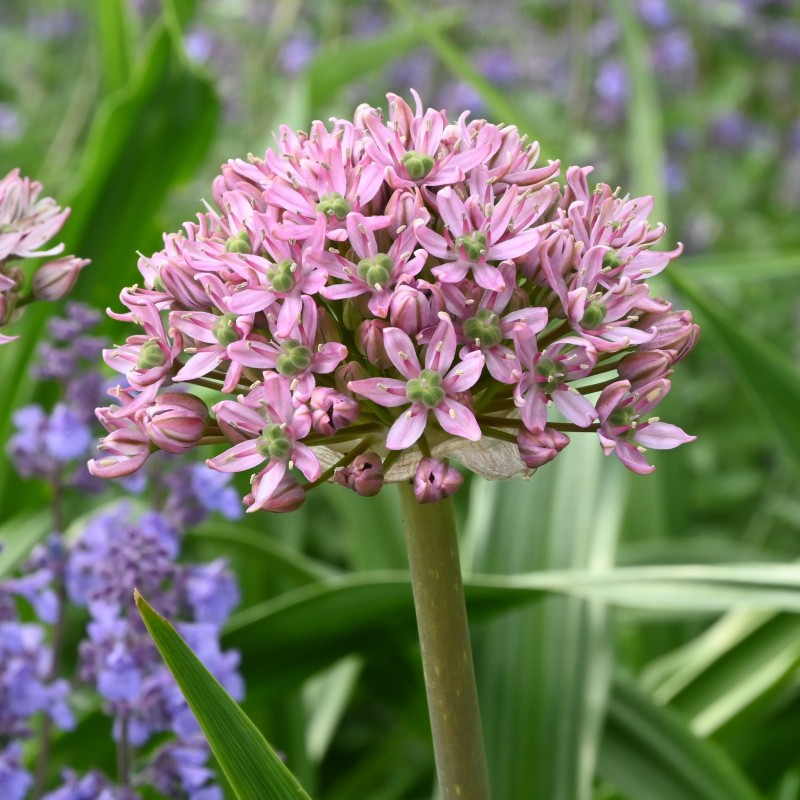 Allium nigrum 'Pink Jewel'
