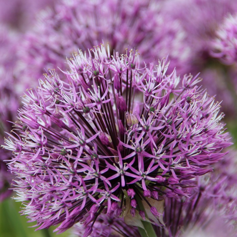Allium rosenbachianum 'Early Emperor'