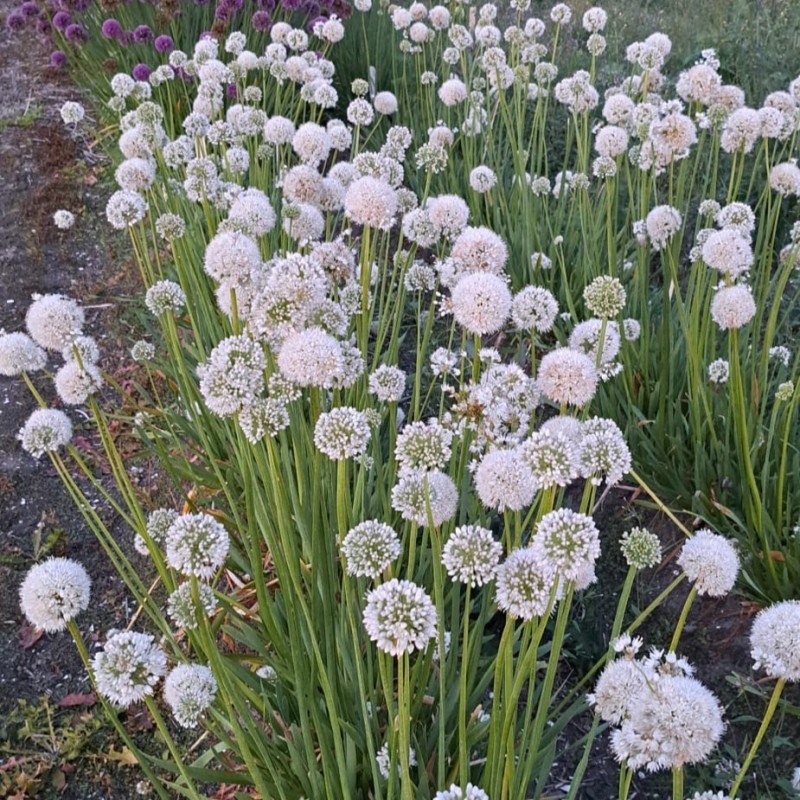 Allium nutans -wit-