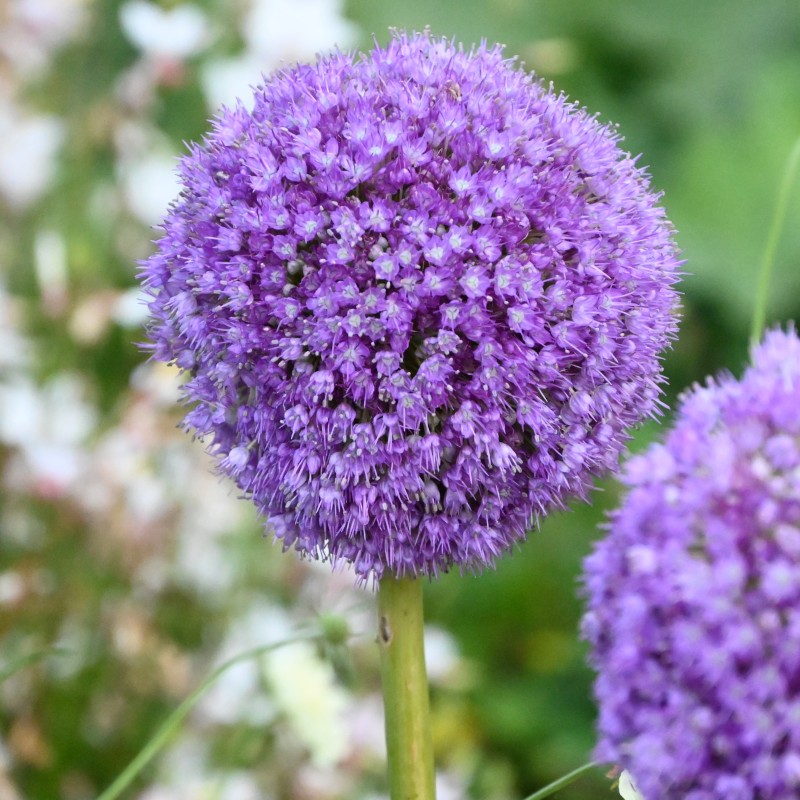 Allium giganteum