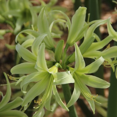 Hippeastrum 'Evergreen' ® 