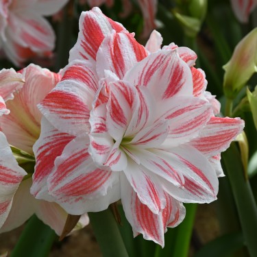 Hippeastrum 'Amazing Belle'® 