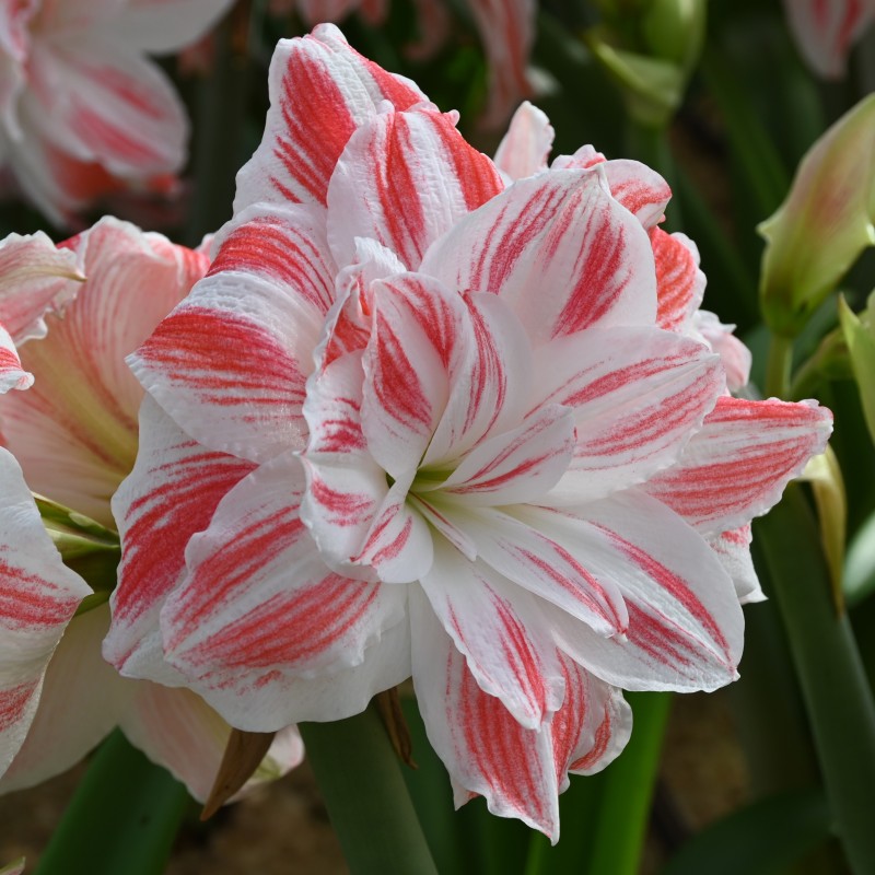 Hippeastrum 'Amazing Belle'® 