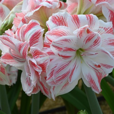 Hippeastrum 'Amazing Belle'® 
