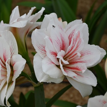 Hippeastrum 'Aquaro'® 