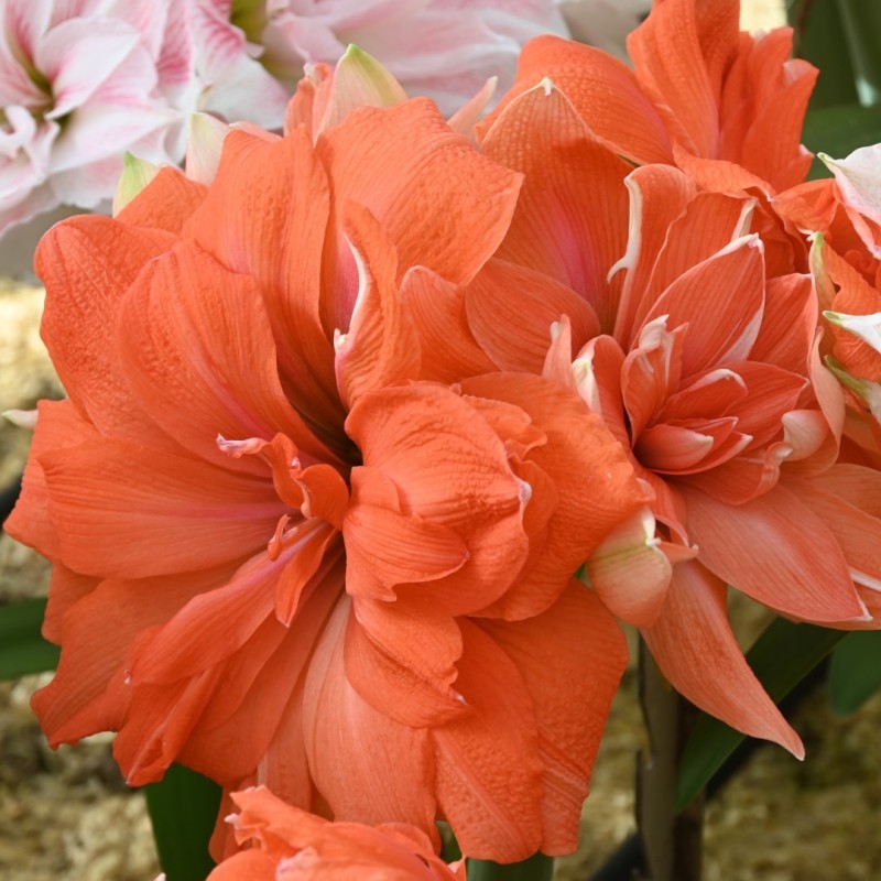 Hippeastrum 'Coral Belle'® 